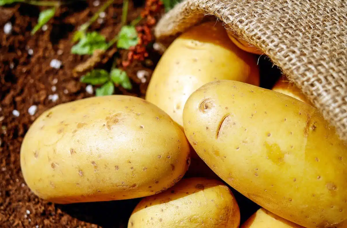 Quand et comment arroser efficacement les pommes de terre ?