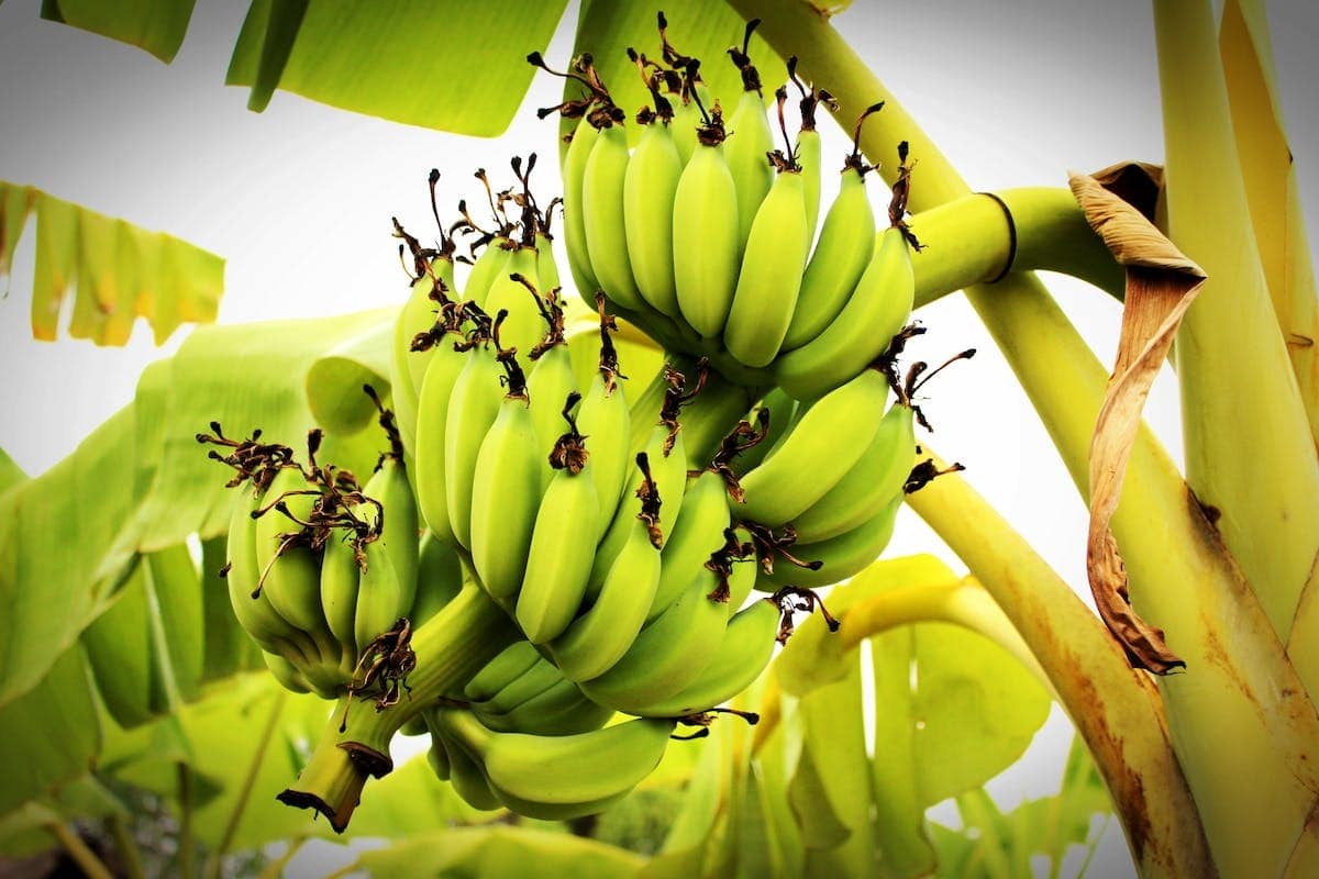 Comment la consommation de bananes peut aider à réduire les niveaux d’acide urique